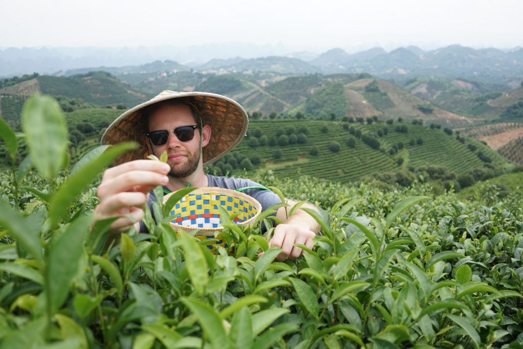 Picking Tea in Yangshuo